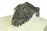 Bargain, Hollardops Trilobite Fossil - Ofaten, Morocco #287466-5